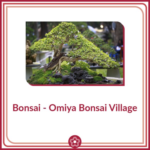 miya Bonsai Village é parada obrigatória para amantes de jardins e bonsais. A vila fica em Omiya, Saitama, perto de Tóquio e pode ser visitada em 1 dia. Programe bem sua ida, pois a maioria dos jardins fecha às quintas-feiras.